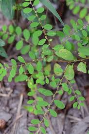 Image result for Phyllanthus polyanthus