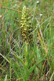 Image result for Corycium dracomontanum