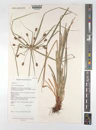 Image result for Cyperus cyperoides