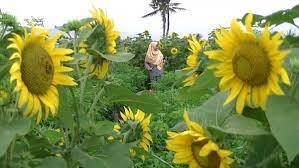 Bunga matahari berasal dari genus helianthus dengan nama latin helianthus annuus. Lokasi Dan Harga Tiket Masuk Kebun Bunga Matahari Bantul Jogja Spot Wisata Ngehits Cocok Untuk Pecinta Selfie Daka Tour