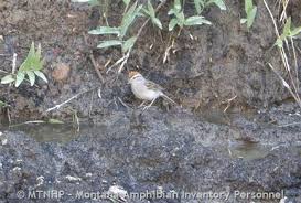 Image result for Passerina montana