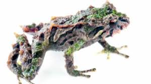 Image result for Pristimantis mutabilis