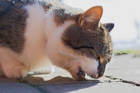 Cats and dogs cannot respond to heat in the same way that us humans do. Hairballs In Cats Causes Symptoms And Remedies
