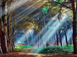  Aneka Pemandangan Alam Bebas Nature Forest Wallpaper Beautiful Backgrounds