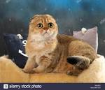 Aureum Feles Cattery - Home