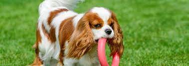 Check spelling or type a new query. Cavalier King Charles Spaniel Puppies Kate S Puppies