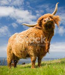 Include (or exclude) self posts. è˜‡æ ¼è˜­é«˜åœ°ç‰› è˜‡æ ¼è˜­ åº«å­˜ç›¸ç‰‡ Freeimages Com