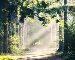 Morning Lights In The Forest Morning Lights In The Forest Morning Light Lights Forest