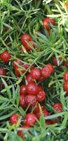 Image result for Asparagus minutiflorus