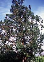 Image result for Eucalyptus cloeziana
