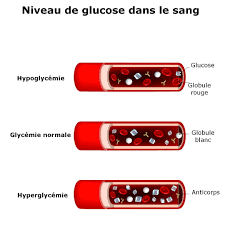 Glycemie A Jeun Taux Normal Dans Le Sang Elevee Basse