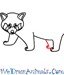 How To Draw A Red Panda Learn how to draw easy of panda pictures using these outlines or print just for coloring. how to draw a red panda