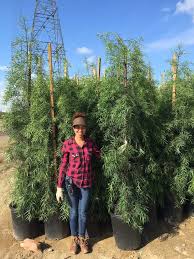 Check spelling or type a new query. Fern Pine Podocarpus Gracilior At Garden View Nursery