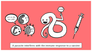 A vaccine is a preparation of either killed or altered microorganisms that is administered into the body. The Worm In The Bud Do Parasites Interfere With Immunization