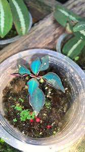 Image result for Sarcophrynium