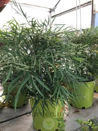 Browse pictures and read growth / cultivation information about berberis, barberry, mahonia, oregon grape (berberis eurybracteata subsp. Photo Of The Seedling Or Young Plant Of Anping Mahonia Mahonia Eurybracteata Subsp Ganpinensis Soft Caress Posted By Blueoddish Garden Org