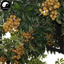 They will grow well in partial shade, but the. Buy Longan Fruit Tree Seeds 60pcs Plant Longan For Chinese Fruit Longan à¸œà¸¥à¹„à¸¡