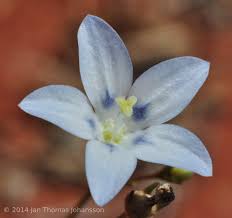 Image result for Wahlenbergia androsacea