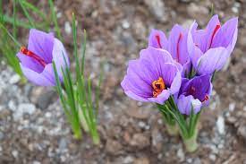 How To Grow Saffron Research Farm To Home Garden Saffron Flower Growing Saffron Trees To Plant