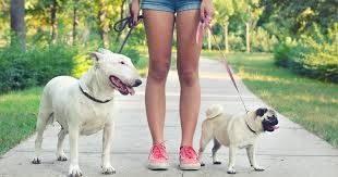 But sometimes, parents just can't be bothered to look past the responsibility of owning one, so you will have to figure out how to convince your parents to get a dog. Things To Do If Your Parents Won T Let You Get A Pet