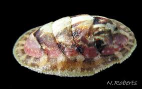 Image result for Ochna leptoclada