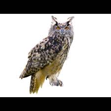 Image result for Bubo
