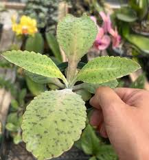 Image result for Kalanchoe gastonis-bonnieri
