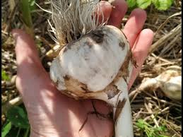 во саду ли в огороде юлия миняева посадка чеснока Ekstrennyj Vypusk Chesnok S Yabloko Rezultaty Eksperimenta Youtube