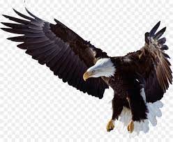 Check spelling or type a new query. Gambar Logo Kepala Burung Elang