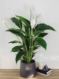 Of all the flowering house plants, peace lily care is probably the easiest. Lily The Peace Lily Spathiphyllum Vivaldi Pointless Plants