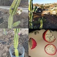 How do you think colour is related to food? Desert Food First The Cactus Makes Beautiful Huge Blossoms But They Only Open At Night Then After The Flower Comes The Natural Eating Adventure Cactus Plants