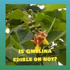 Image result for Gmelina