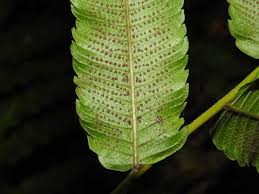 Image result for Pneumatopteris unita