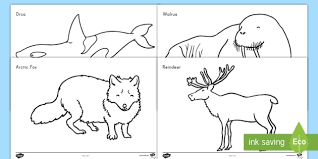 All coloring sheets are black and white w. Arctic Animals Coloring Sheet