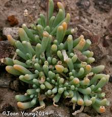 Image result for Hypertelis