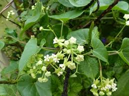 Image result for Cynanchum mossambicense
