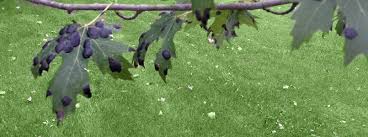 Black Spots On Maple Leaves All About Maple Tar Spot Spring Green