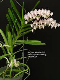 Aerides Odorata Cattleya Orchid Beautiful Orchids Orchids