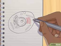 Bahkan ada beberapa jenis sel hewan yang tidak memiliki vakuola sama sekali. Cara Menggambar Sel Hewan 11 Langkah Dengan Gambar Wikihow