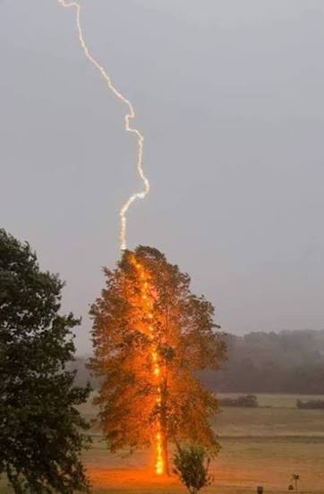 Bolts from the blue: lightning and forest fires
