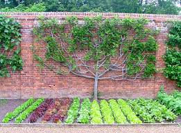 Espalier Fruit Trees Combined With A Vegetable Garden Design Perhaps Growing On Garden Wall Fa Fruit Trees Garden Design Fruit Tree Garden Tree Garden Design