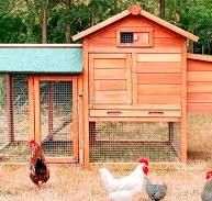 Gallinero para Gallinas Ponedoras: ¡Descubre la Calidad de ...
