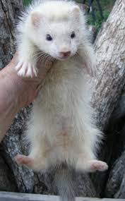 Ferrets For Sale Ferret Weasel Pet Angora Ferret