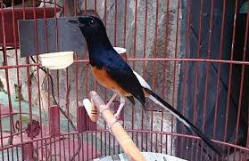 Suara burung decu kembang gacor merdu untuk masteran dan pancingan burung decu kembanh atau sikatan kembang. Daftar Harga Burung Terbaru Terlengkap Bulan Desember 2020 Budidayapetani