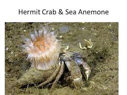 Hal ini dikarenakan letak pulau umang memang cukup dekat dan merupakan bagian dari wilayah administratif kecamatan sumur. Image Result For Anemone And Hermit Crab Symbiosis Hermit Crab Crab Hermit