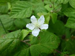 Image result for Rubus kirungensis