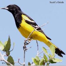 Birds Of The Southwest Usa Birds Of North America Orioles North America Birds