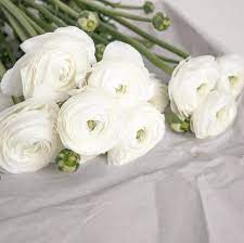 White Ranunculus Buttercup Flower Inspiration Elegant And Clean Photography Spring Summer White Ranunculus Online Wedding Flowers Ranunculus Flowers
