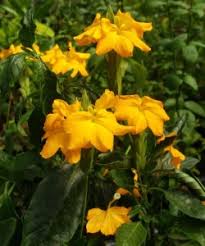 Image result for Crossandra fruticulosa