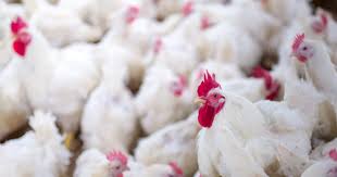 research analysis and best practice resources on poultry